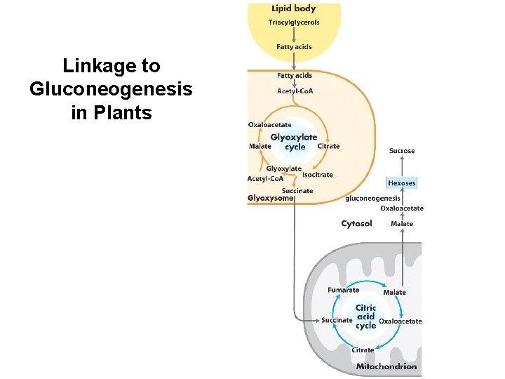 Linkage to Gluconeogenesis in Plants 