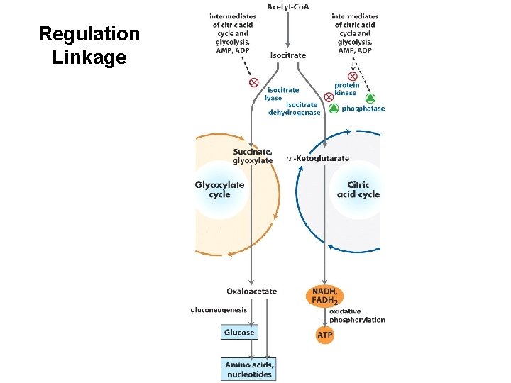 Regulation Linkage 