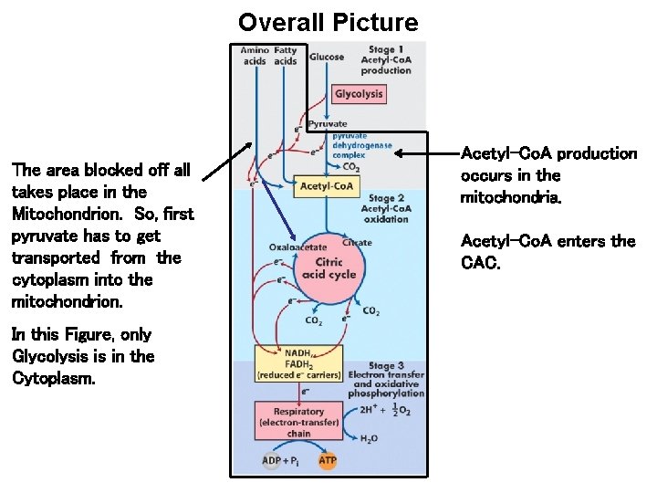 Overall Picture The area blocked off all takes place in the Mitochondrion. So, first