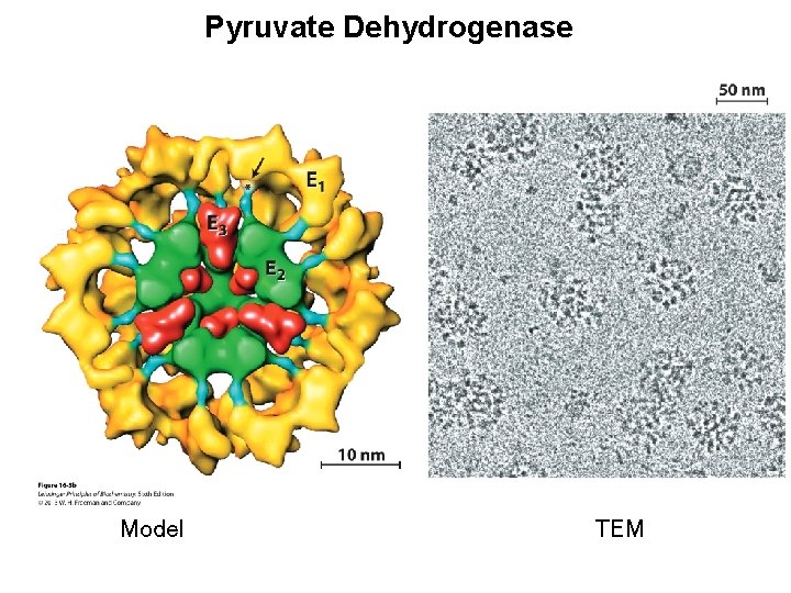 Pyruvate Dehydrogenase Model TEM 