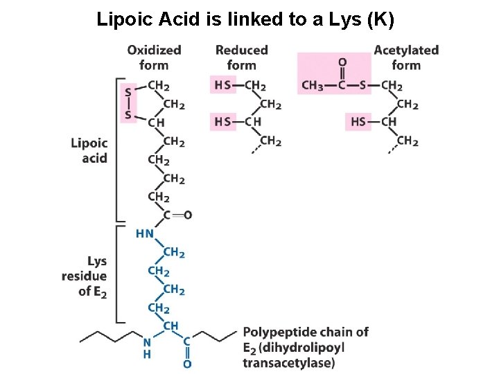 Lipoic Acid is linked to a Lys (K) 