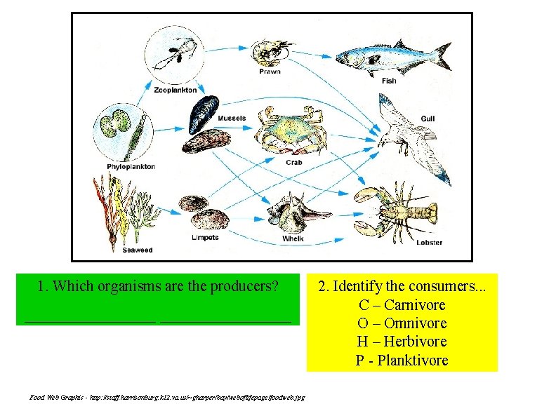 1. Which organisms are the producers? _________________ Food Web Graphic - http: //staff. harrisonburg.