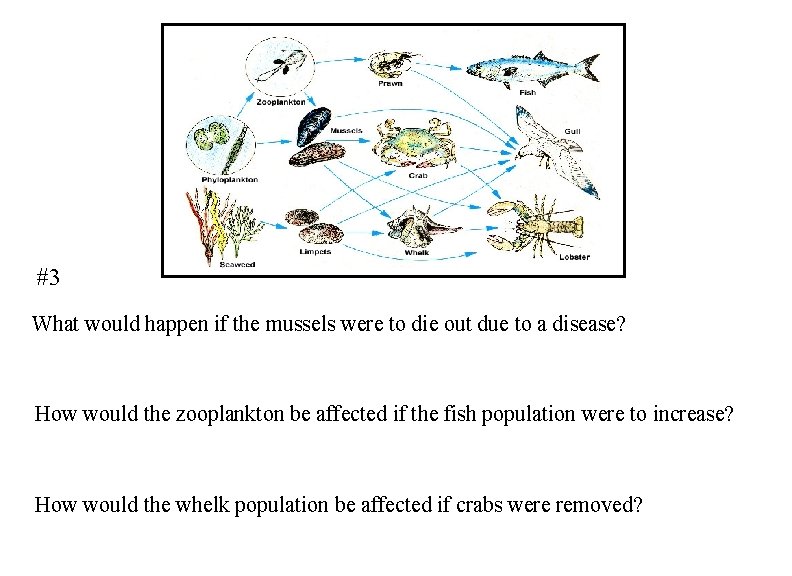 #3 What would happen if the mussels were to die out due to a