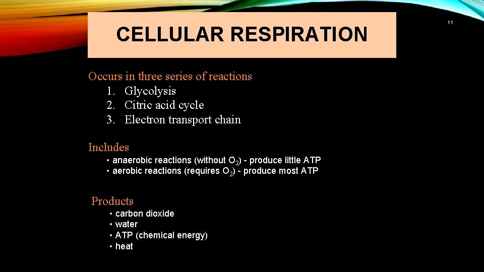 CELLULAR RESPIRATION Occurs in three series of reactions 1. Glycolysis 2. Citric acid cycle