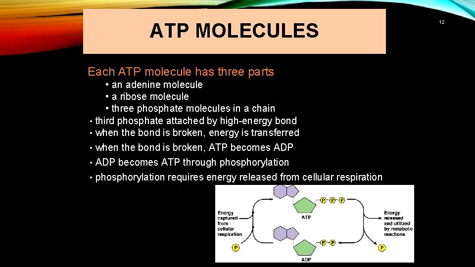 ATP MOLECULES Each ATP molecule has three parts • an adenine molecule • a