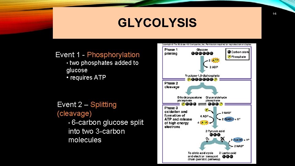 14 GLYCOLYSIS Event 1 - Phosphorylation • two phosphates added to glucose • requires