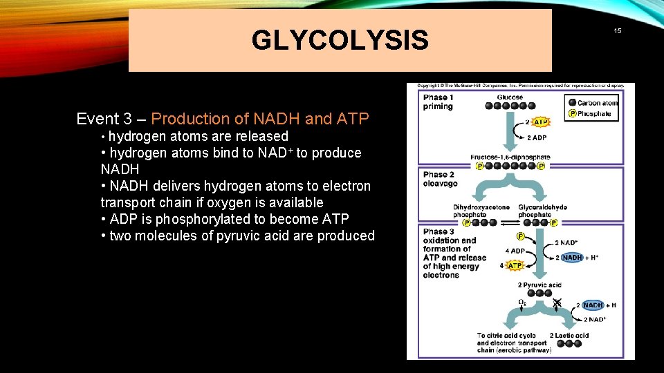 GLYCOLYSIS Event 3 – Production of NADH and ATP • hydrogen atoms are released