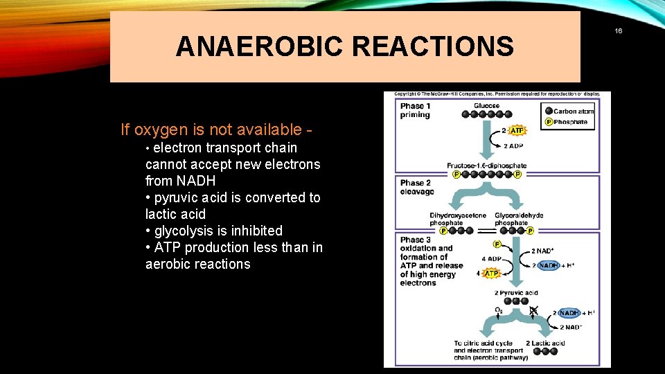 ANAEROBIC REACTIONS If oxygen is not available • electron transport chain cannot accept new