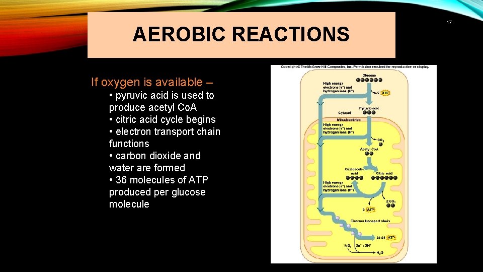 AEROBIC REACTIONS If oxygen is available – • pyruvic acid is used to produce