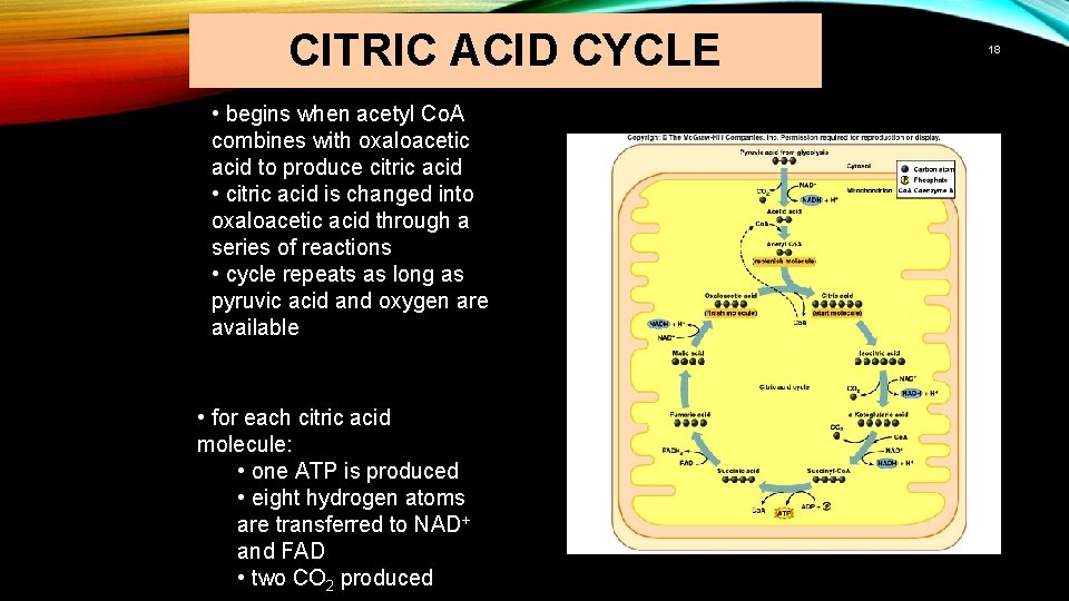 CITRIC ACID CYCLE • begins when acetyl Co. A combines with oxaloacetic acid to