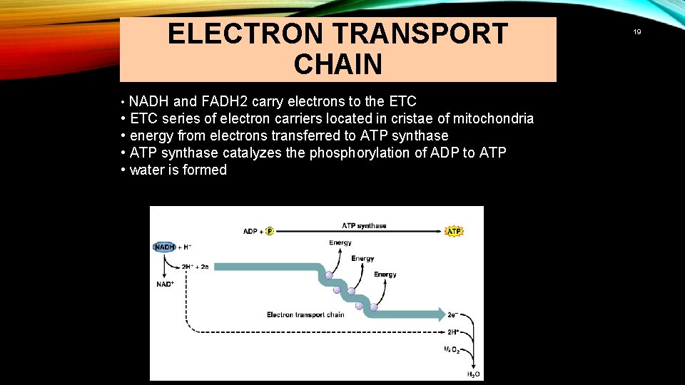 ELECTRON TRANSPORT CHAIN • NADH and FADH 2 carry electrons to the ETC •