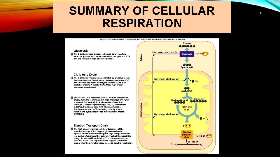 SUMMARY OF CELLULAR RESPIRATION 20 