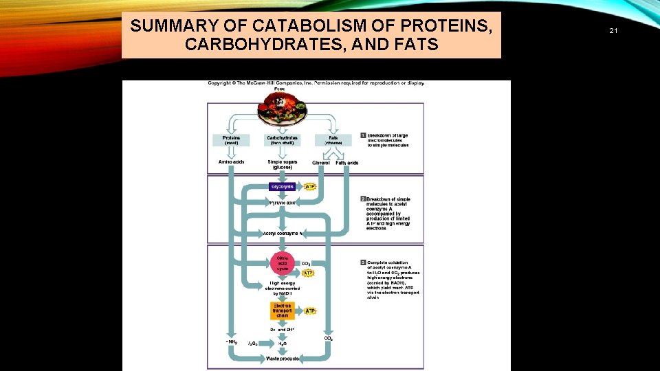 SUMMARY OF CATABOLISM OF PROTEINS, CARBOHYDRATES, AND FATS 21 