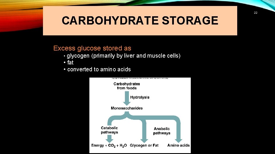 CARBOHYDRATE STORAGE Excess glucose stored as • glycogen (primarily by liver and muscle cells)