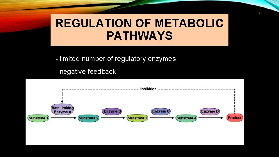 23 REGULATION OF METABOLIC PATHWAYS • limited number of regulatory enzymes • negative feedback
