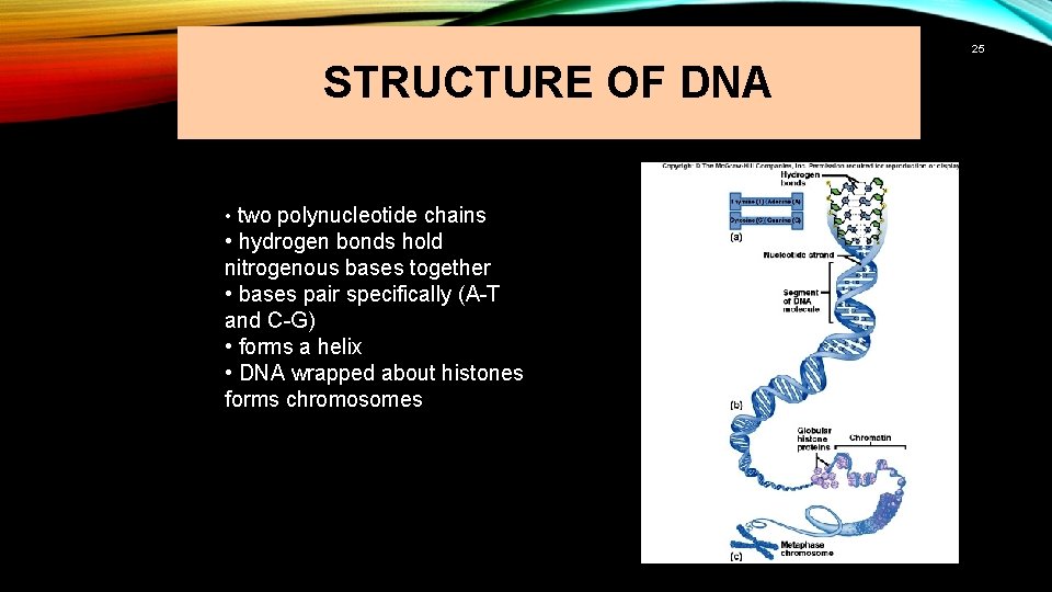 25 STRUCTURE OF DNA • two polynucleotide chains • hydrogen bonds hold nitrogenous bases