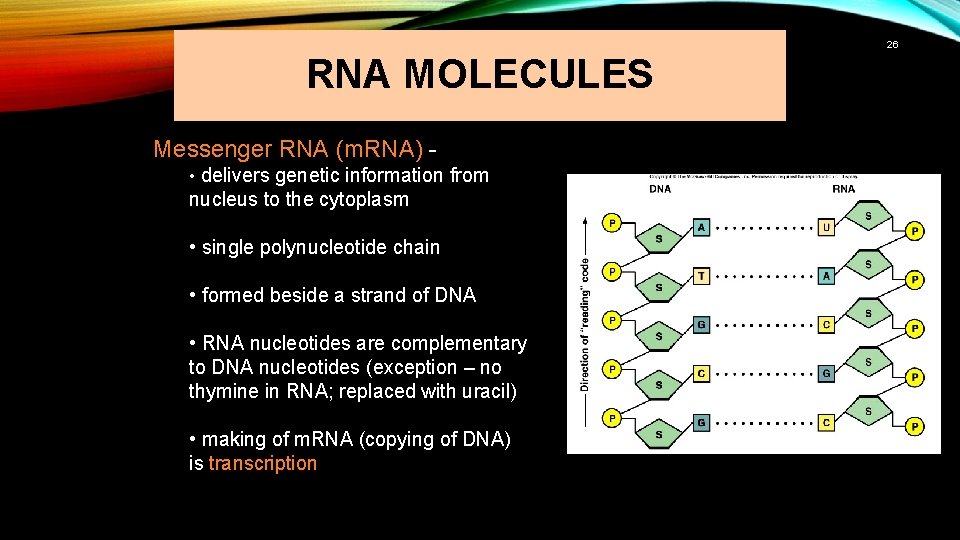 26 RNA MOLECULES Messenger RNA (m. RNA) • delivers genetic information from nucleus to