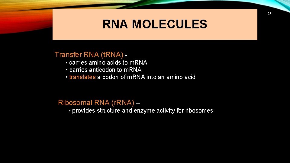 27 RNA MOLECULES Transfer RNA (t. RNA) • carries amino acids to m. RNA