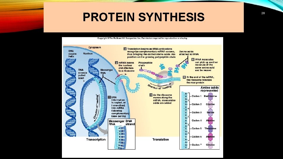 PROTEIN SYNTHESIS 28 