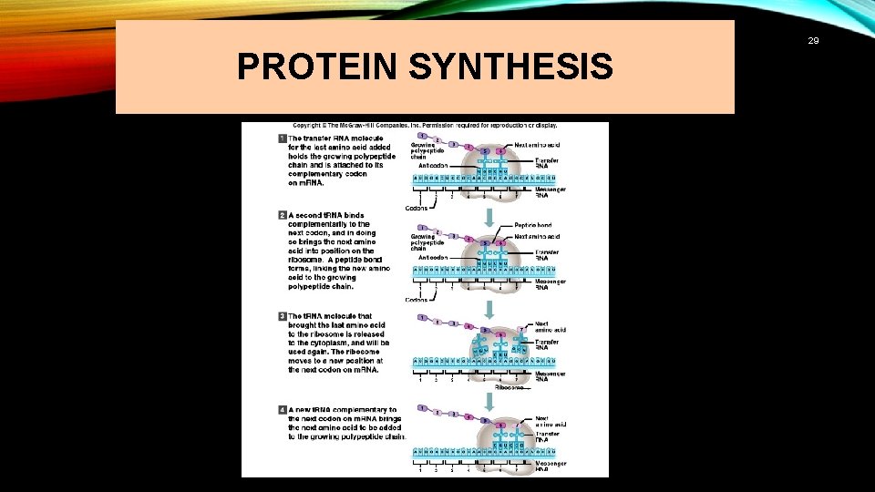 29 PROTEIN SYNTHESIS 