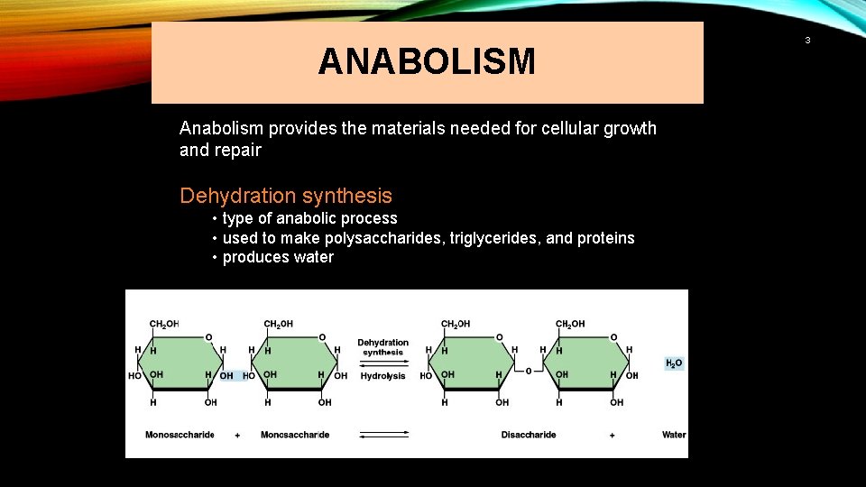 ANABOLISM Anabolism provides the materials needed for cellular growth and repair Dehydration synthesis •