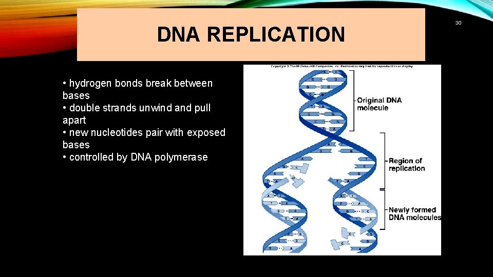 DNA REPLICATION • hydrogen bonds break between bases • double strands unwind and pull