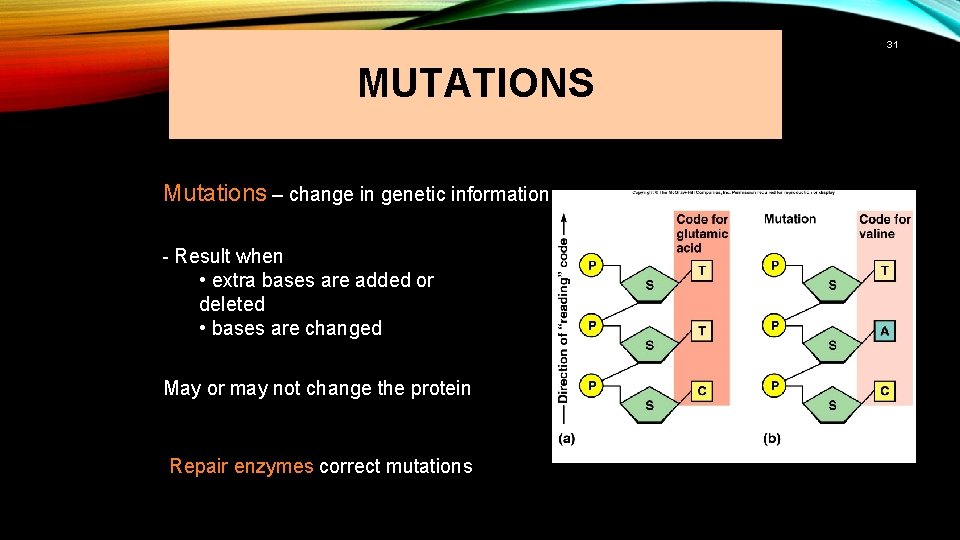31 MUTATIONS Mutations – change in genetic information - Result when • extra bases