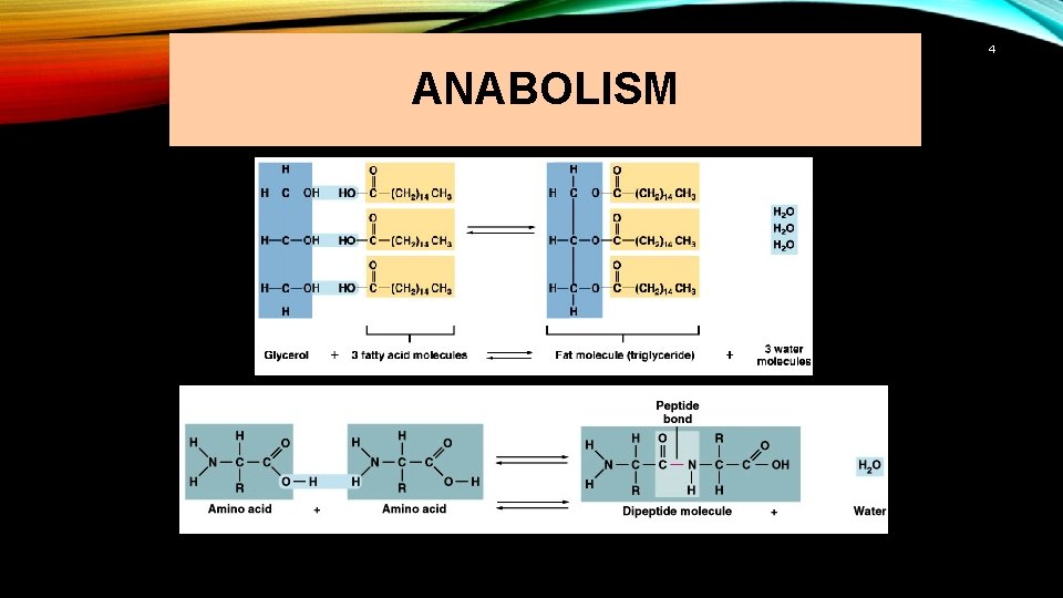 4 ANABOLISM 