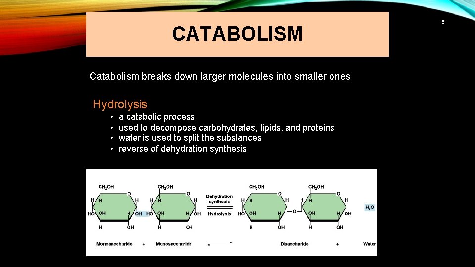 CATABOLISM Catabolism breaks down larger molecules into smaller ones Hydrolysis • • a catabolic
