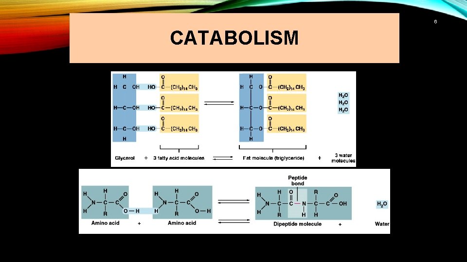 6 CATABOLISM 