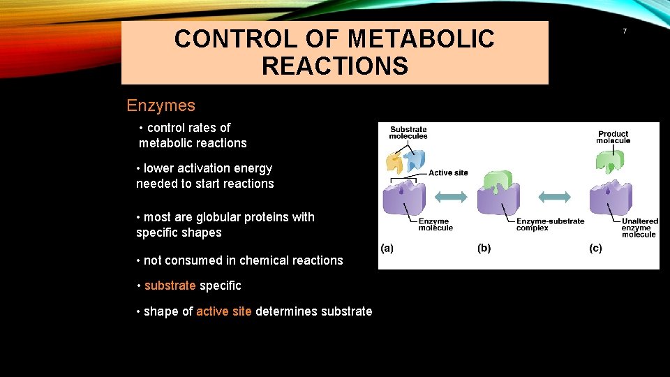 CONTROL OF METABOLIC REACTIONS Enzymes • control rates of metabolic reactions • lower activation