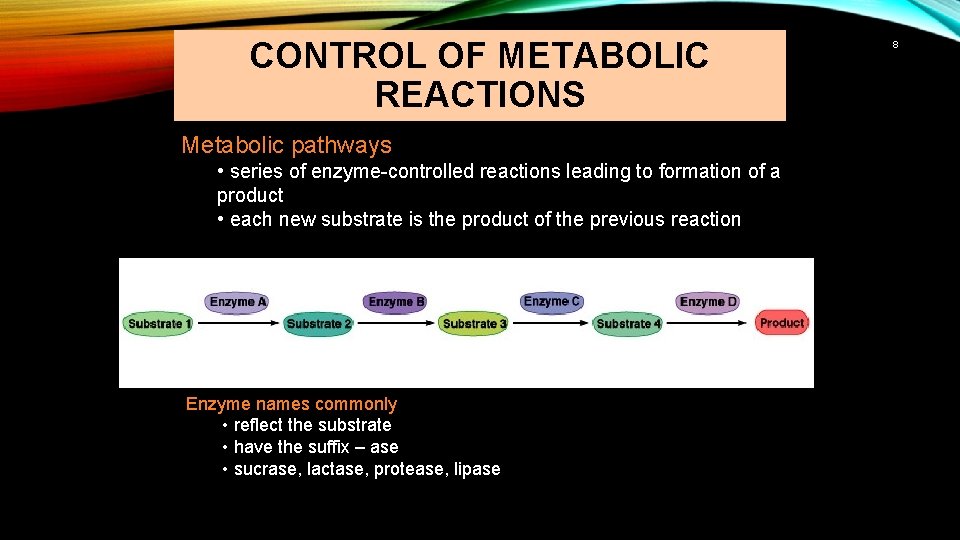 CONTROL OF METABOLIC REACTIONS Metabolic pathways • series of enzyme-controlled reactions leading to formation