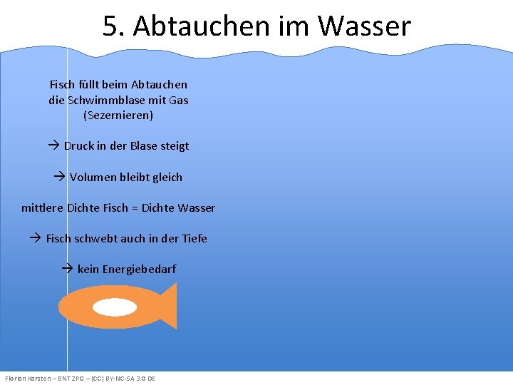 5. Abtauchen im Wasser Fisch füllt beim Abtauchen die Schwimmblase mit Gas (Sezernieren) Druck