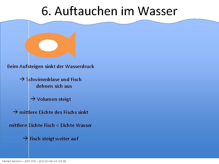 6. Auftauchen im Wasser Beim Aufsteigen sinkt der Wasserdruck Schwimmblase und Fisch dehnen sich