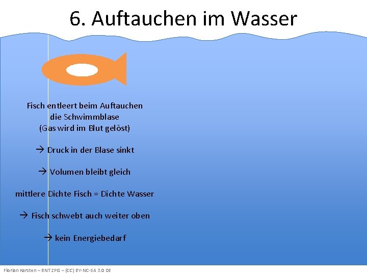 6. Auftauchen im Wasser Fisch entleert beim Auftauchen die Schwimmblase (Gas wird im Blut