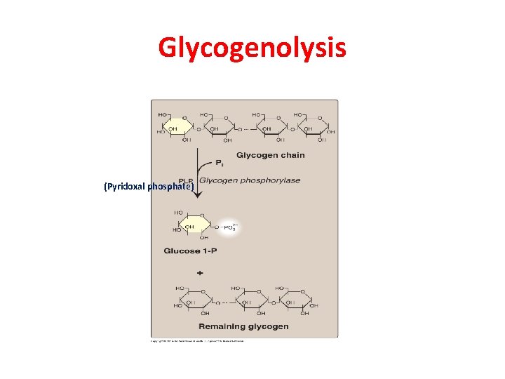 Glycogenolysis (Pyridoxal phosphate) 