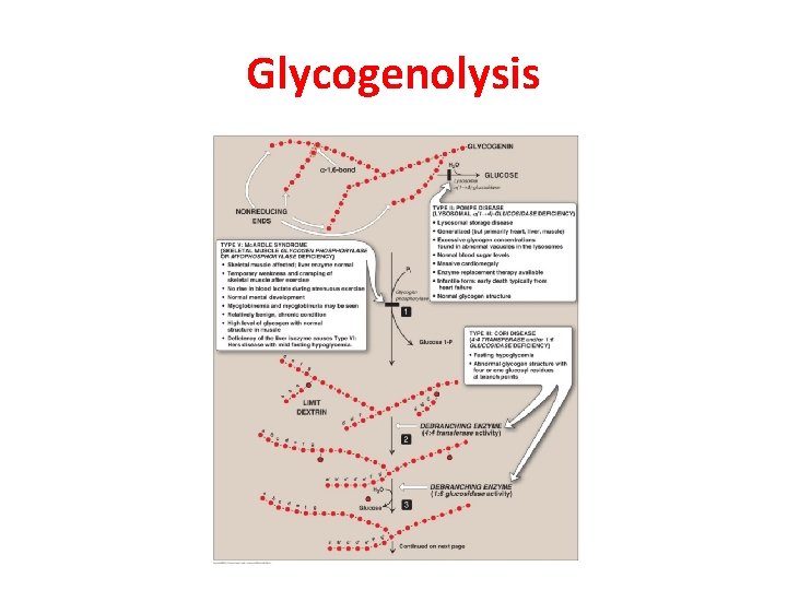 Glycogenolysis 