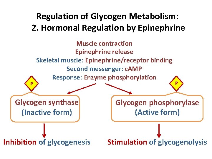 Regulation of Glycogen Metabolism: 2. Hormonal Regulation by Epinephrine P Muscle contraction Epinephrine release