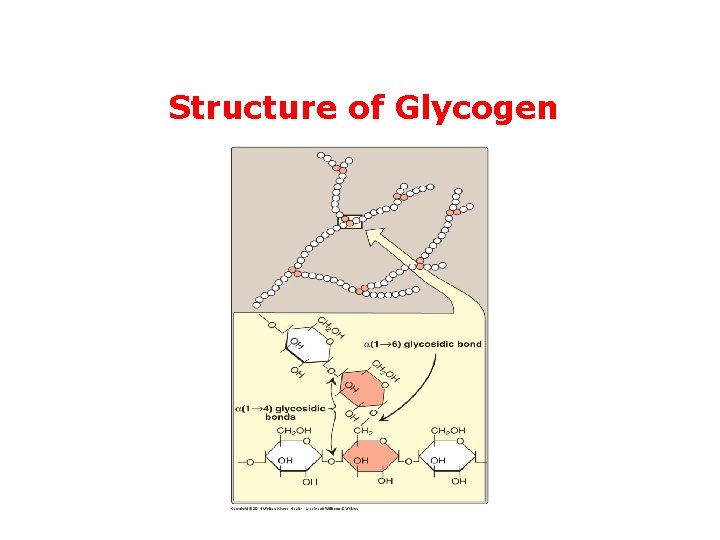 Structure of Glycogen 