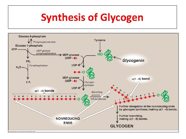 Synthesis of Glycogen 