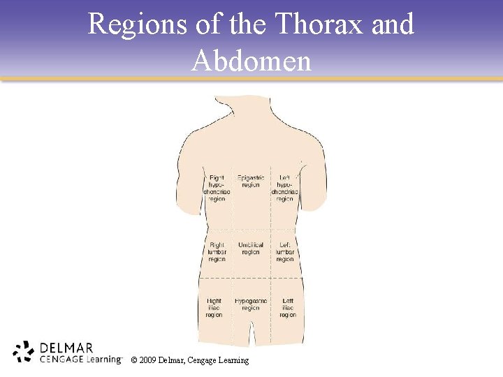 Regions of the Thorax and Abdomen © 2009 Delmar, Cengage Learning 