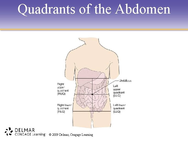 Quadrants of the Abdomen © 2009 Delmar, Cengage Learning 