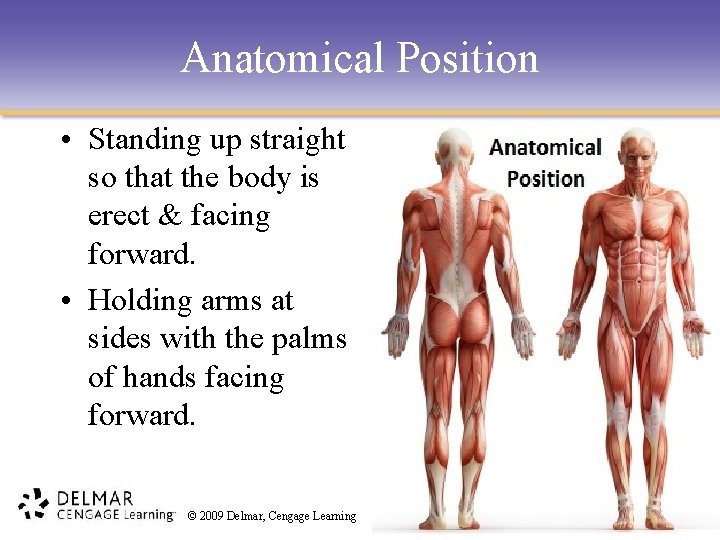 Anatomical Position • Standing up straight so that the body is erect & facing