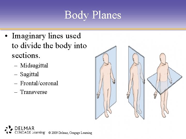 Body Planes • Imaginary lines used to divide the body into sections. – –