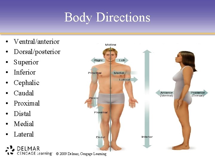 Body Directions • • • Ventral/anterior Dorsal/posterior Superior Inferior Cephalic Caudal Proximal Distal Medial