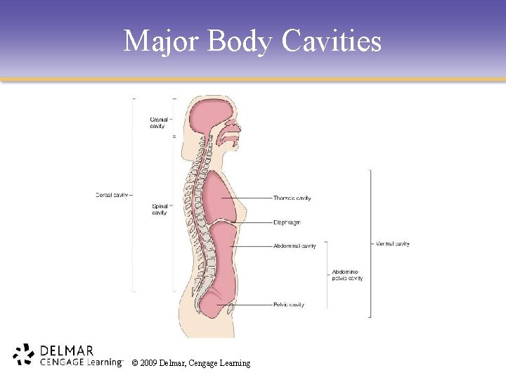 Major Body Cavities © 2009 Delmar, Cengage Learning 
