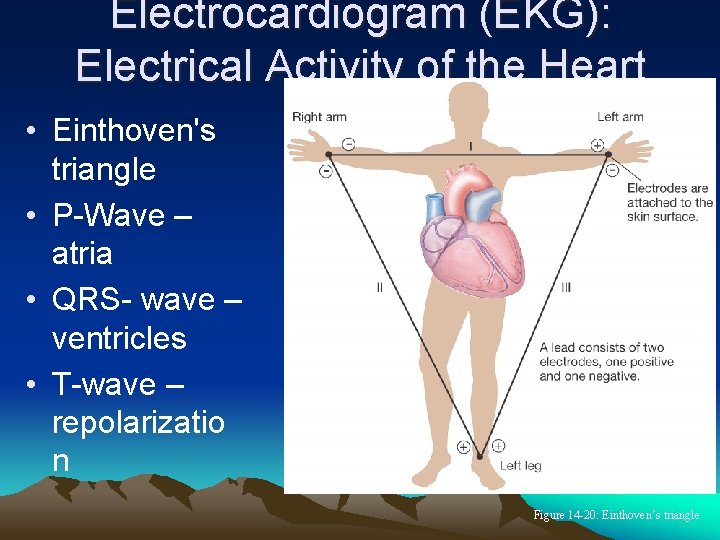 Electrocardiogram (EKG): Electrical Activity of the Heart • Einthoven's triangle • P-Wave – atria