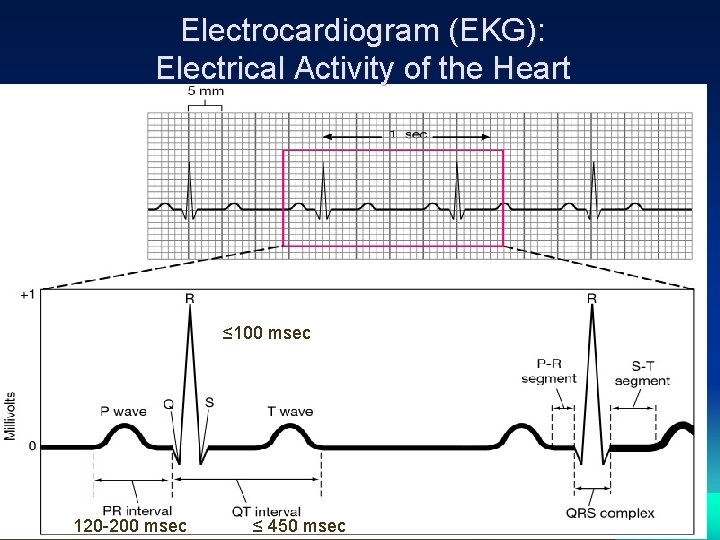 Electrocardiogram (EKG): Electrical Activity of the Heart ≤ 100 msec 120 -200 msec ≤