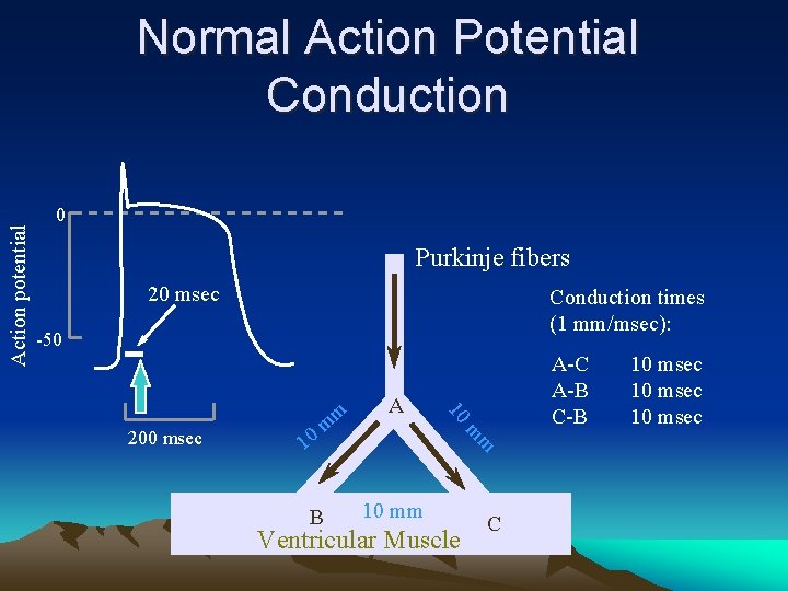 Action potential Normal Action Potential Conduction 0 Purkinje fibers 20 msec Conduction times (1