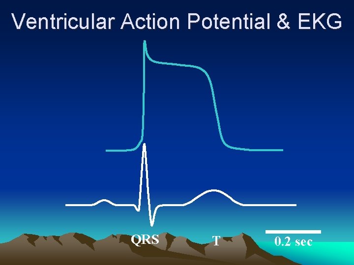 Ventricular Action Potential & EKG QRS T 0. 2 sec 